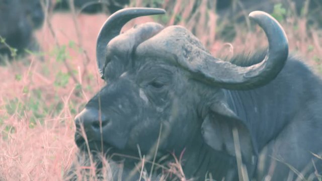 Lazy cape buffalo feeding on dry grass in Maasai Mara