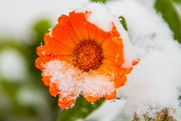 Beautiful flower in the snow, the first snow fell