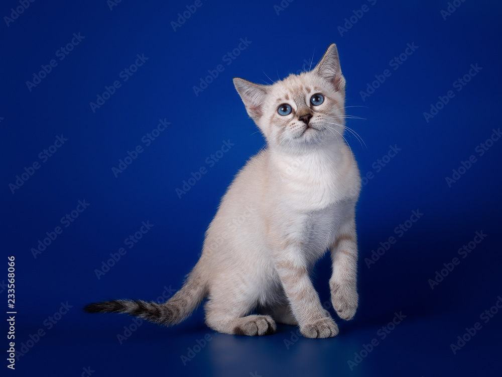 Wall mural thai tabby kitten on a blue background