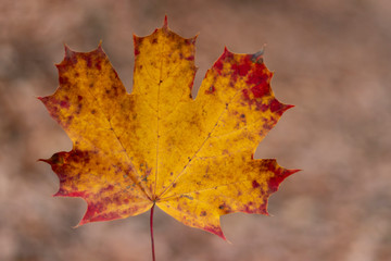 big leaf brown background