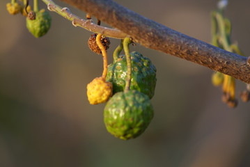 Mama cadela Brosimum gaudichaudii