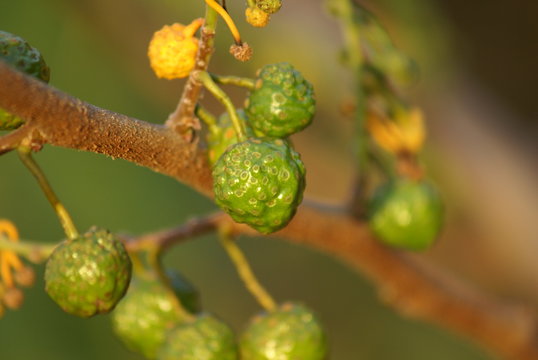Mama cadela Brosimum gaudichaudii