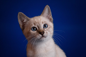 Fototapeta premium Thai tabby kitten on a blue background