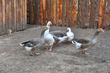 Geese on the farm
