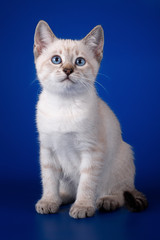 Fototapeta na wymiar Thai tabby kitten on a blue background