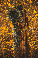 old tree trunk with green leaves