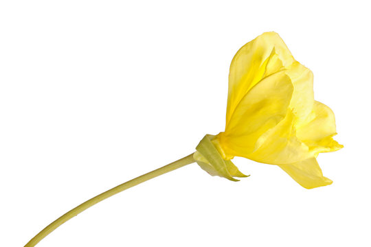 Bright yellow flower of the Missouri evening primrose isolated against white