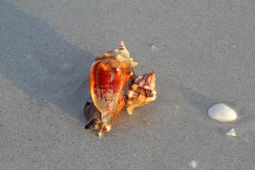 Apple murex snail eating a Florida fighting conch