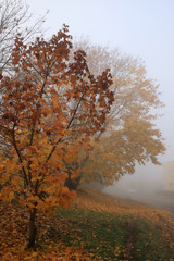 Autumn landscape with fog.