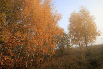 Fototapeta premium Autumn landscape with fog.