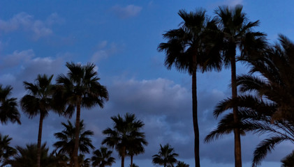 Fototapeta premium palm at sunset