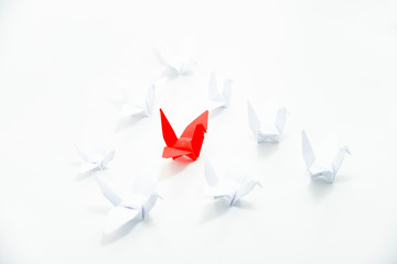 Close up red bird flying different through a group of white bird,Leadership concept.