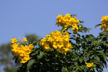 Close up of Yellow flower, Yellow elder