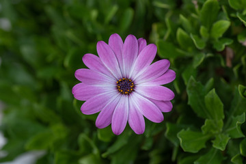 Obraz premium African Daisy in garden ( Osteospermum Ecklonis ) on green background
