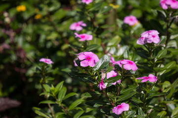  Soft Pink Catharanthus roseus flower