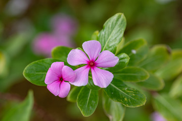 Pink flower or Madagascar periwinkle on green background