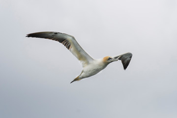 Obraz premium Northern gannet (Morus bassanus) in flight around the isle of May