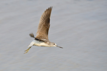 Grünschenkel im Herbst an der Ostsee
