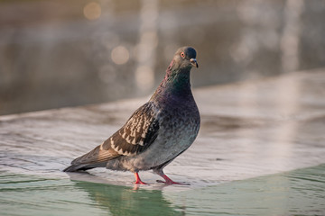 Portrait of a beautiful  pigeon on a sunny autumn day.