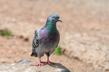 Portrait of a beautiful  pigeon on a sunny autumn day