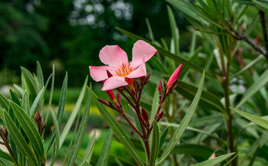 Pink Nerium oleander blooming in the garden