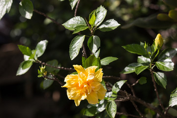 Yellow Hibiscus Flower in black dard background