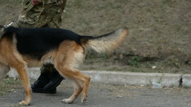 a k9 officers with his partners during their patrol shift
