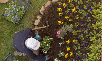 preparation for winter and pansy planting in gardens