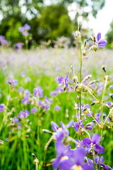 Flowering purple flowers in the green pasture.