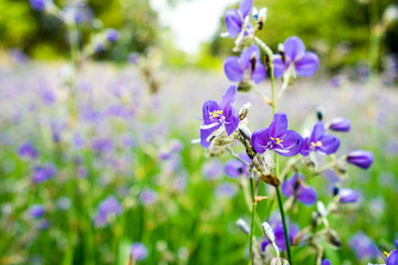 Obraz premium Flowering purple flowers in the green pasture.