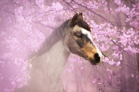 904 件の最適な 桜と馬 画像 ストック写真 ベクター Adobe Stock 904 件の最適な 桜と馬 画像 ストック写真 ベクター Adobe Stock