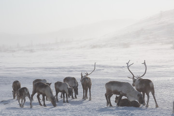 Several reindeers in winter, Yamal, Russia