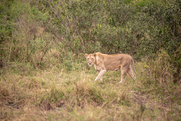 Lionne