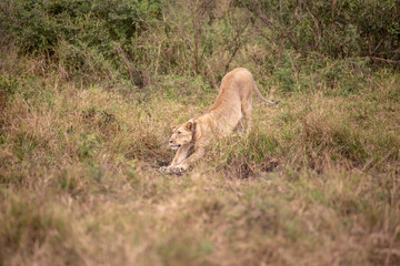 Lionne