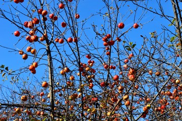 orchard in the autumn and apples
