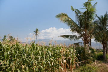 Fototapeta na wymiar Corn field in Indonesia.