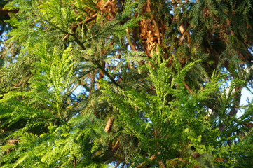 Cryptomeria japonica green foliage