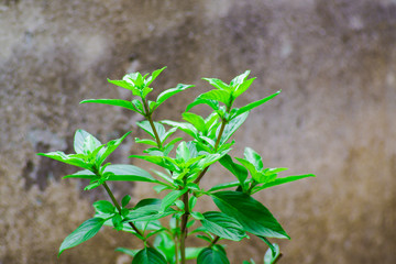 lemon basil with luscious green leaves