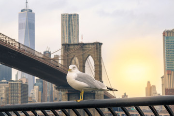 Seagull with Brooklyn bridge and lower Manhattan background in New York, NY, USA