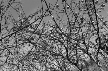 Obraz premium orchard in the autumn and apples 