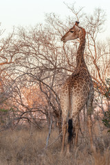 Girafe