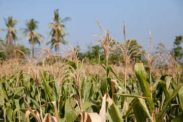 Corn field in Indonesia.