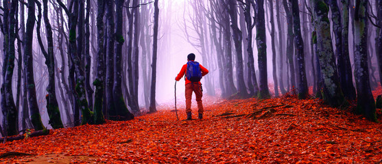 Man walking in the woods at autumn season - Male hiker  into misty forest trail in winter day  -...
