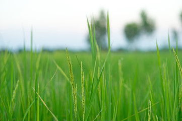 Green rice field full of rice Farmer productivity