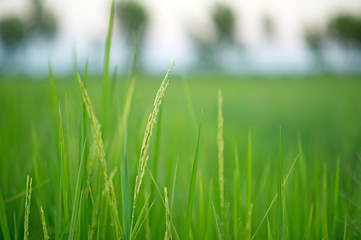 Fototapeta na wymiar Green rice field full of rice Farmer productivity