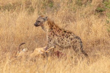 Naklejka na ściany i meble Hyène et carcasse d'impala