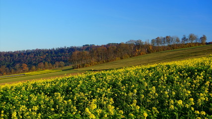 Fototapeta na wymiar Acker-Senf blüht gelb auf herbstlichen Feldern vor blauem Himmel im Nordschwarzwald