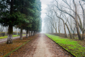 Fototapeta na wymiar park in foggy conditions. path through row of trees. fallen foliage on the green grass. unusual mysterious winter weather