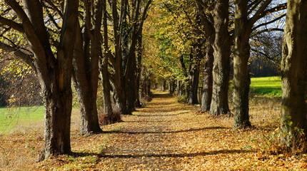 Herbst,Laubfärbung,Laubfall,Allee