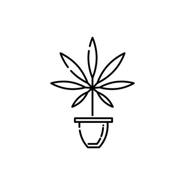 Marijuana in pot line icon - thin outline cannabis sativa grow in flowerpot isolated on white background. Vector illustration of hemp leaf in bowl drug consumption or marihuana legalization concept.